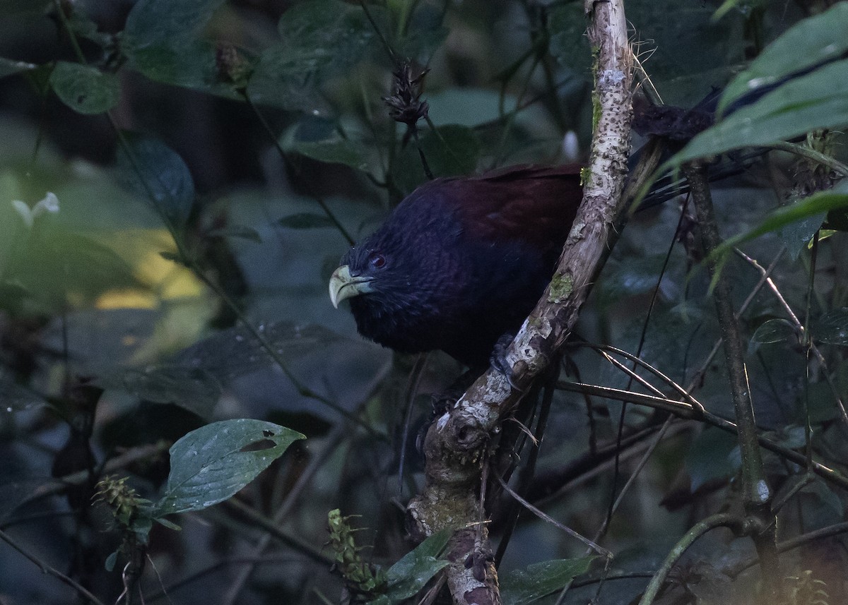 Green-billed Coucal - ML614678962