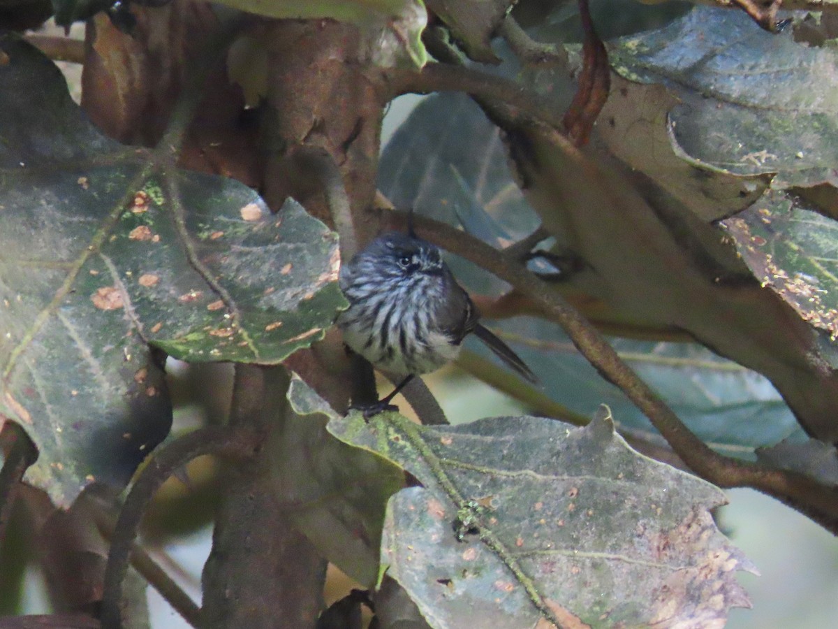 Tufted Tit-Tyrant - ML614678963