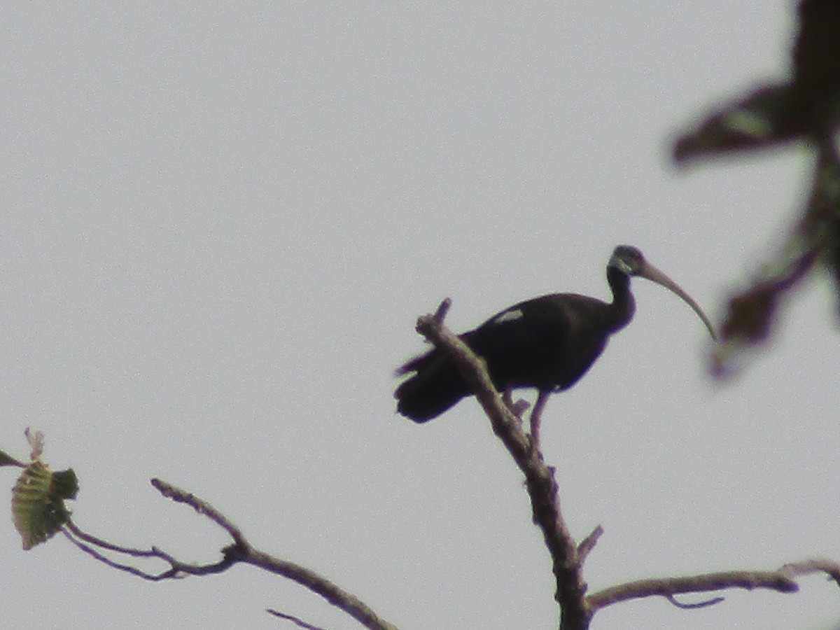 White-shouldered Ibis - ML614678965