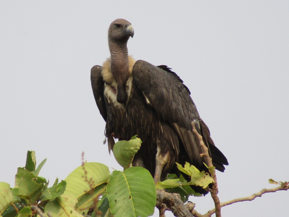 White-rumped Vulture - ML614678976