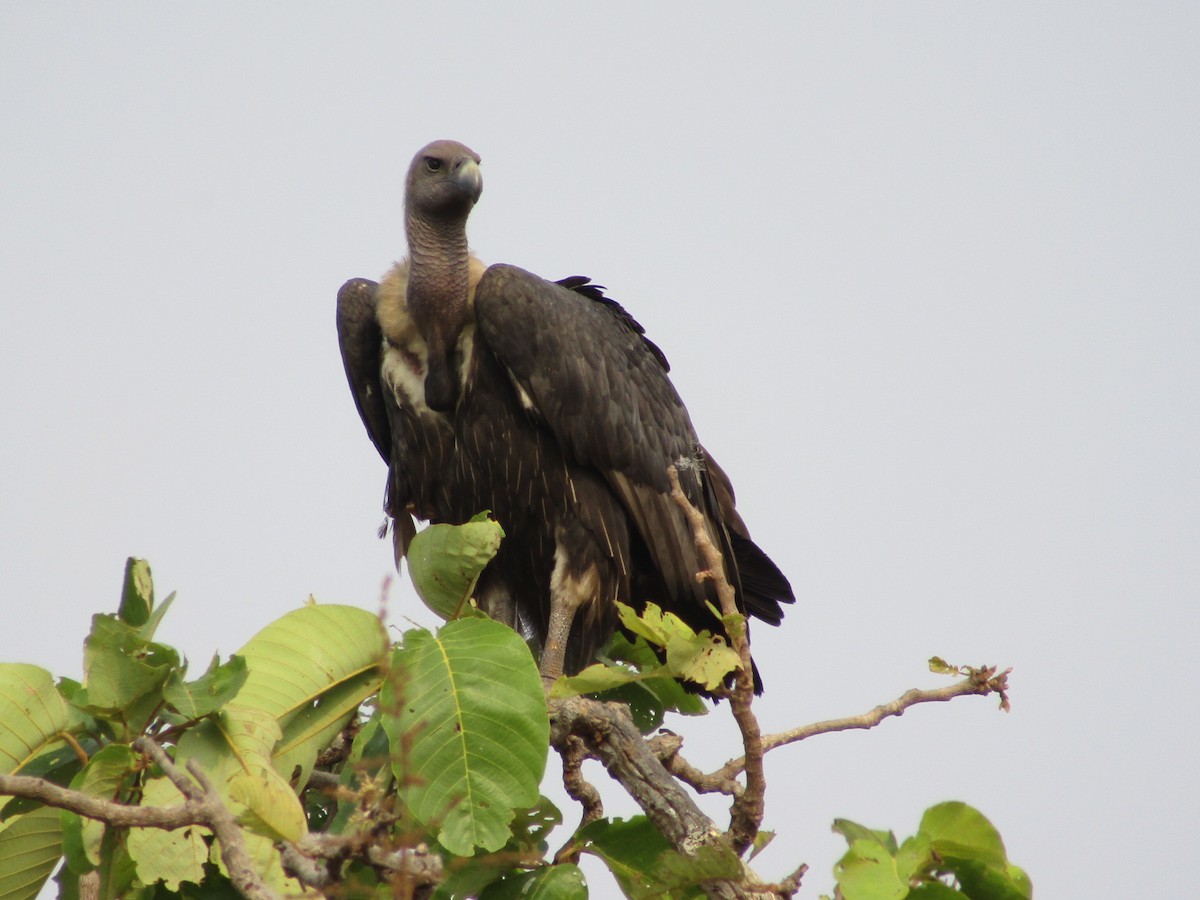 White-rumped Vulture - ML614678977