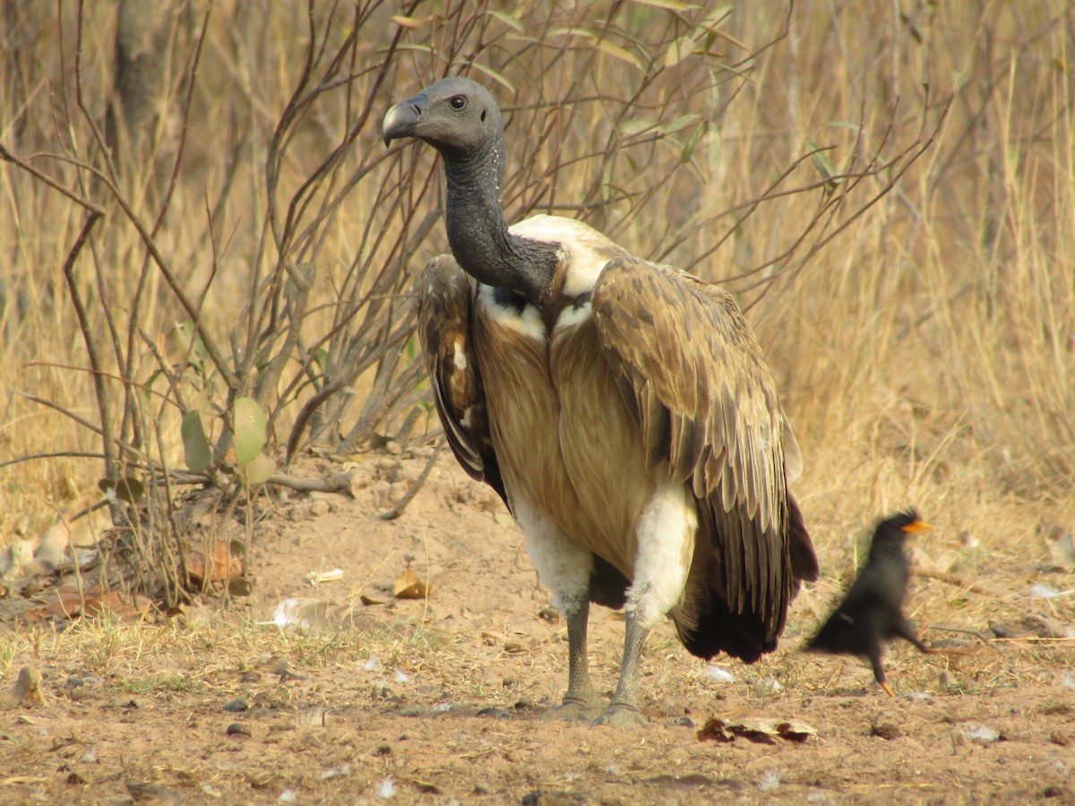 Slender-billed Vulture - ML614678980