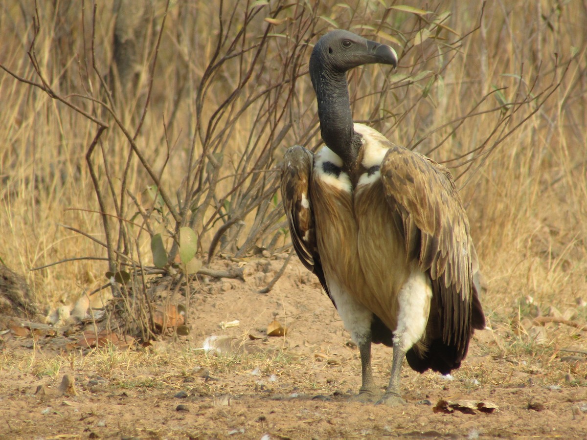 Slender-billed Vulture - ML614678984