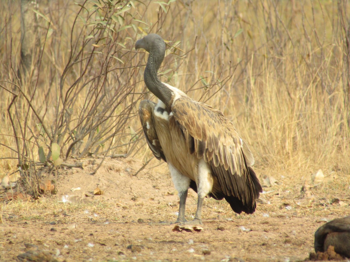 Slender-billed Vulture - ML614678985