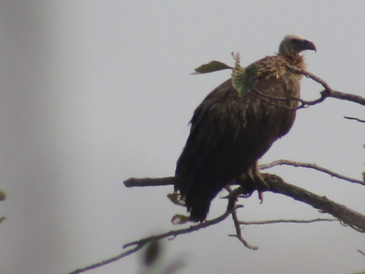 Himalayan Griffon - ML614678995