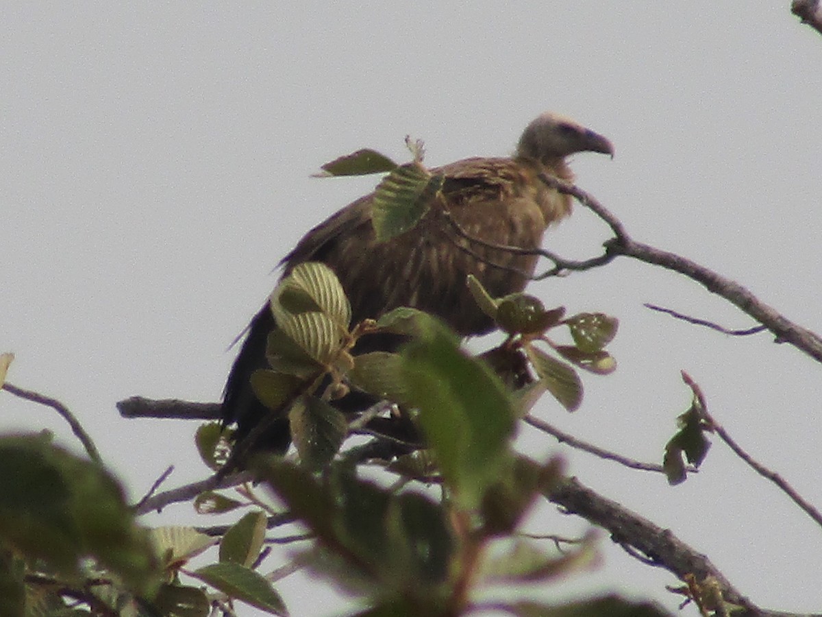 Himalayan Griffon - ML614678996