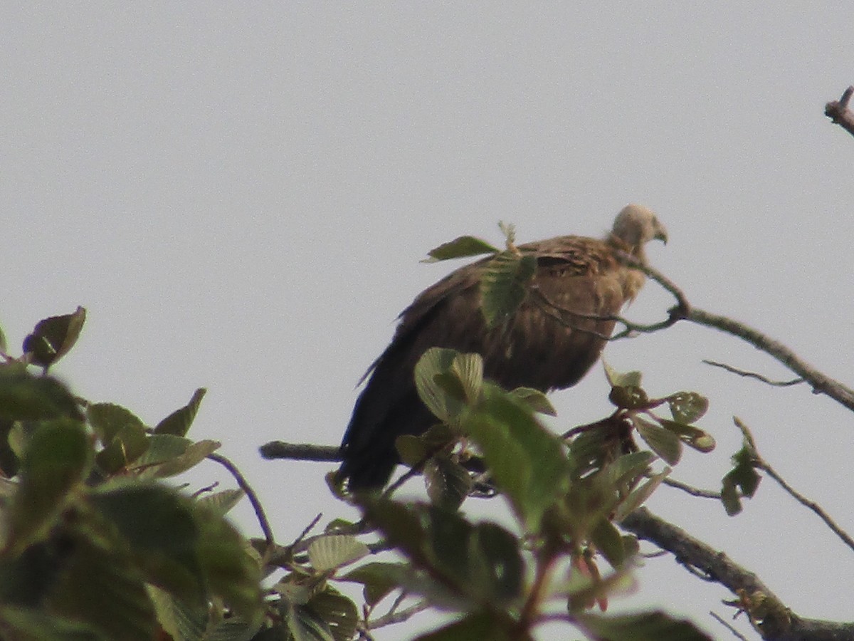 Himalayan Griffon - ML614678997