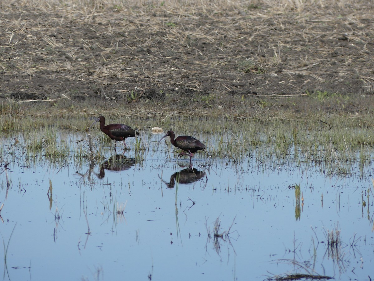 Glossy Ibis - ML61467901