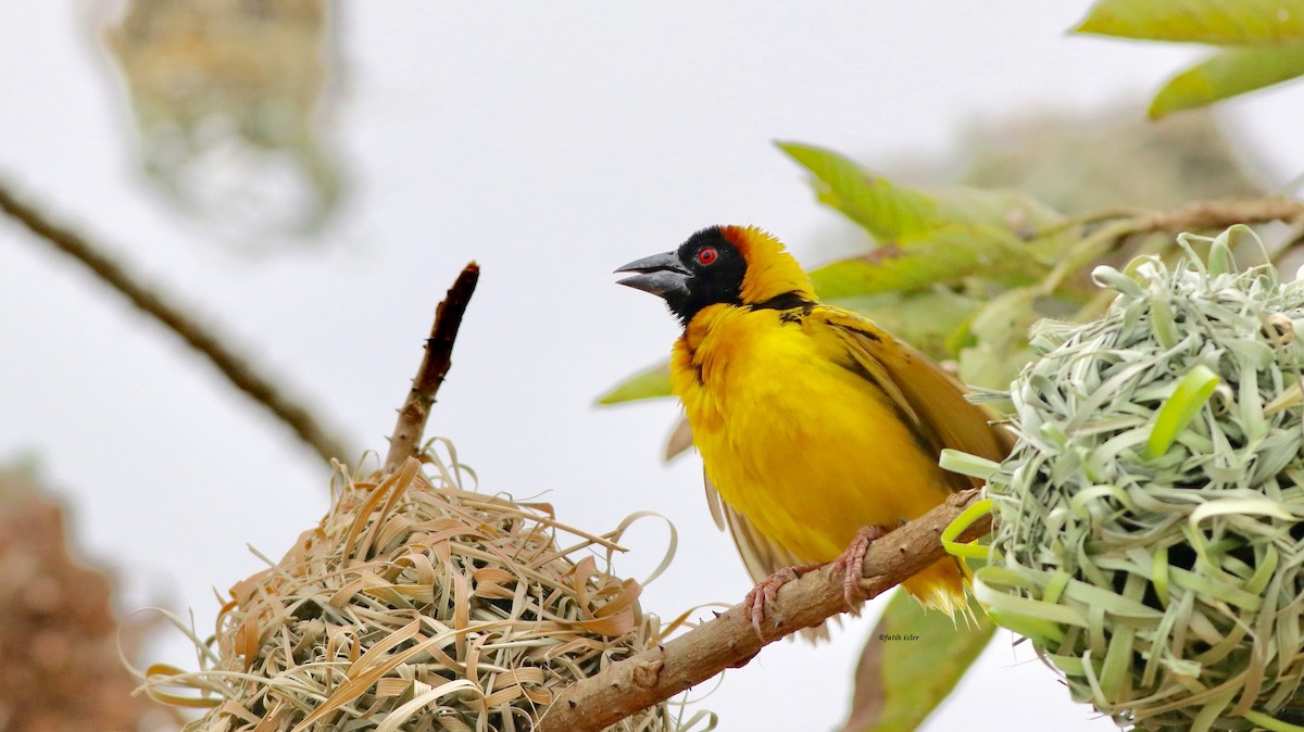 Village Weaver - ML614679050