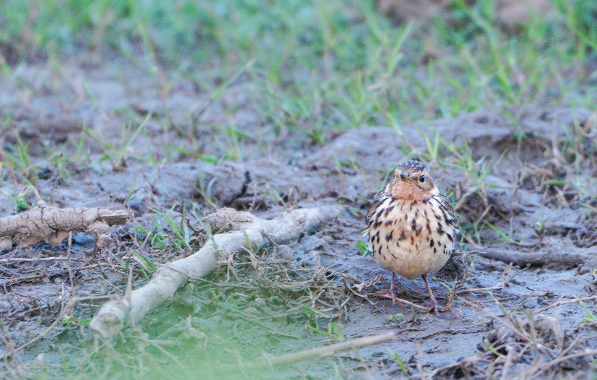 Red-throated Pipit - ML614679073