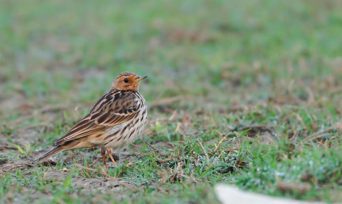 Red-throated Pipit - ML614679074