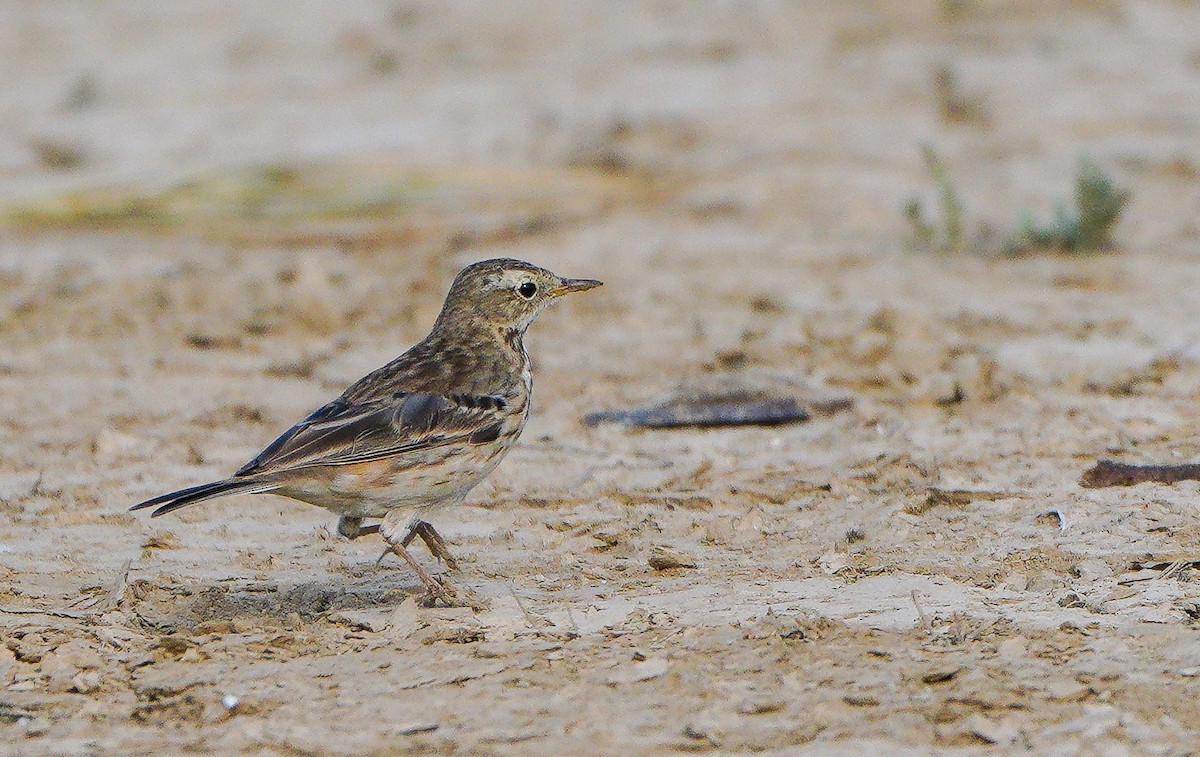 Water Pipit - ML614679081