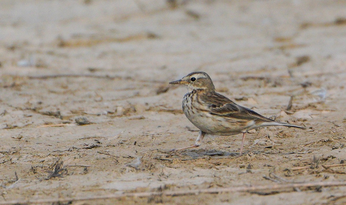Water Pipit - ML614679082