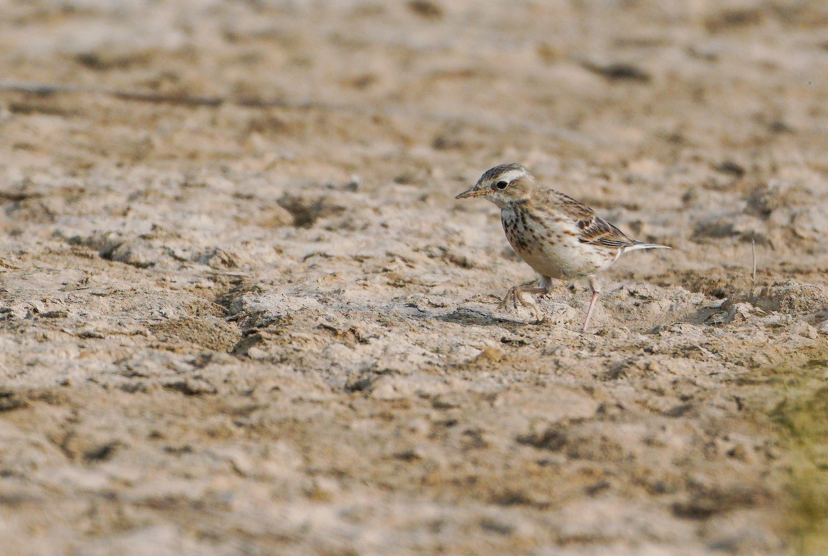 Water Pipit - ML614679083