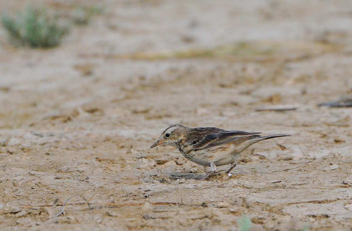 Water Pipit - ML614679084