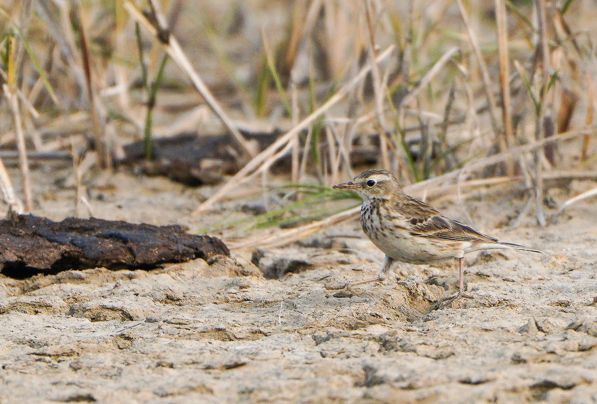 Water Pipit - ML614679085