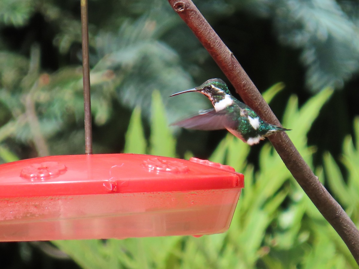 White-bellied Woodstar - ML614679090