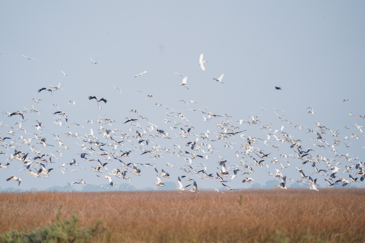 White Stork - ML614679107