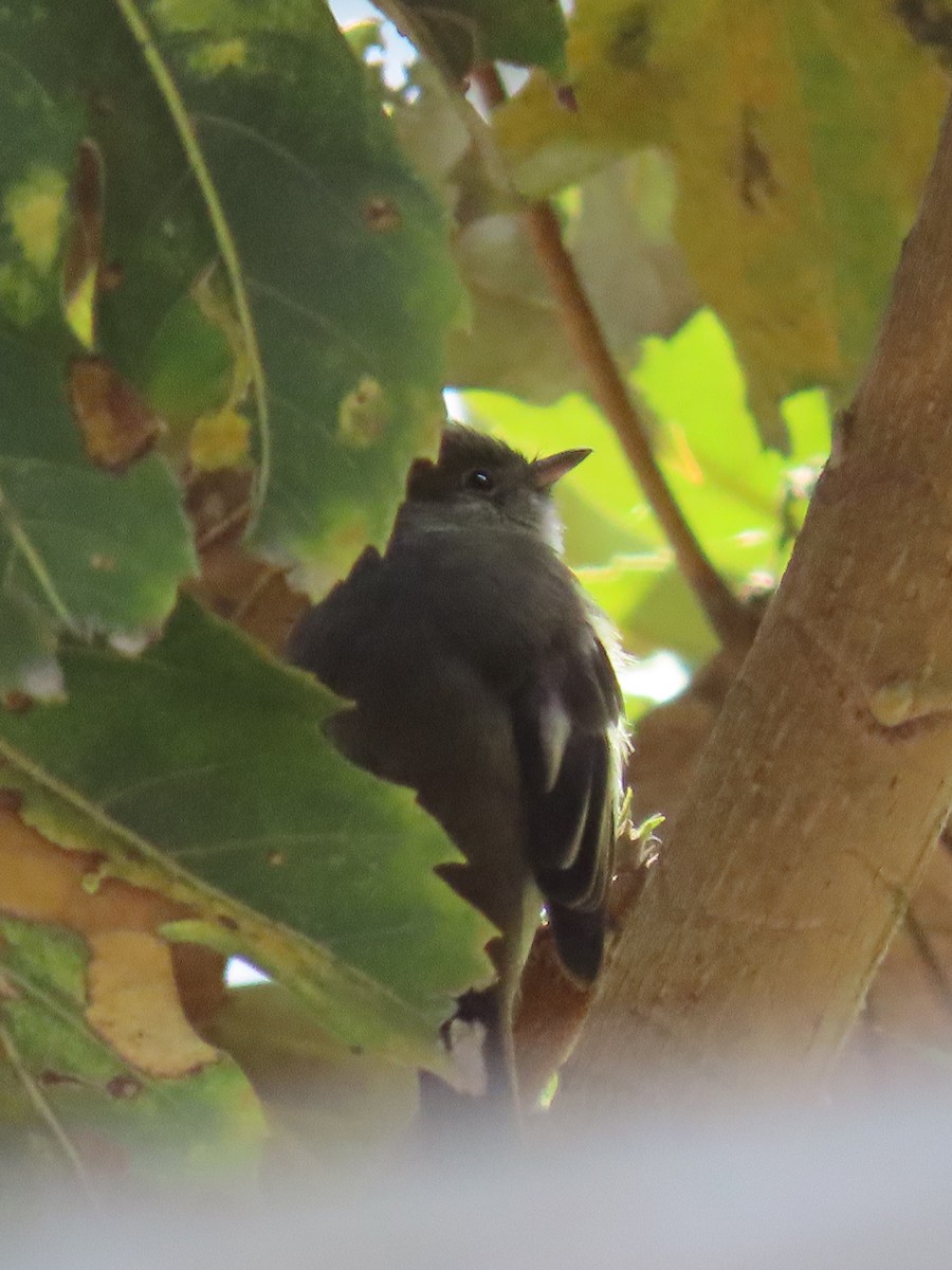 White-crested Elaenia - ML614679125