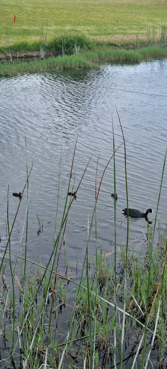 Eurasian Coot - ML614679221