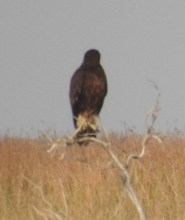 Greater Spotted Eagle - ML614679223