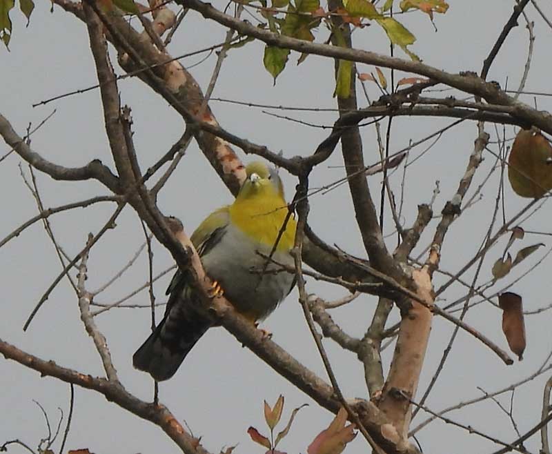 Yellow-footed Green-Pigeon - ML614679236