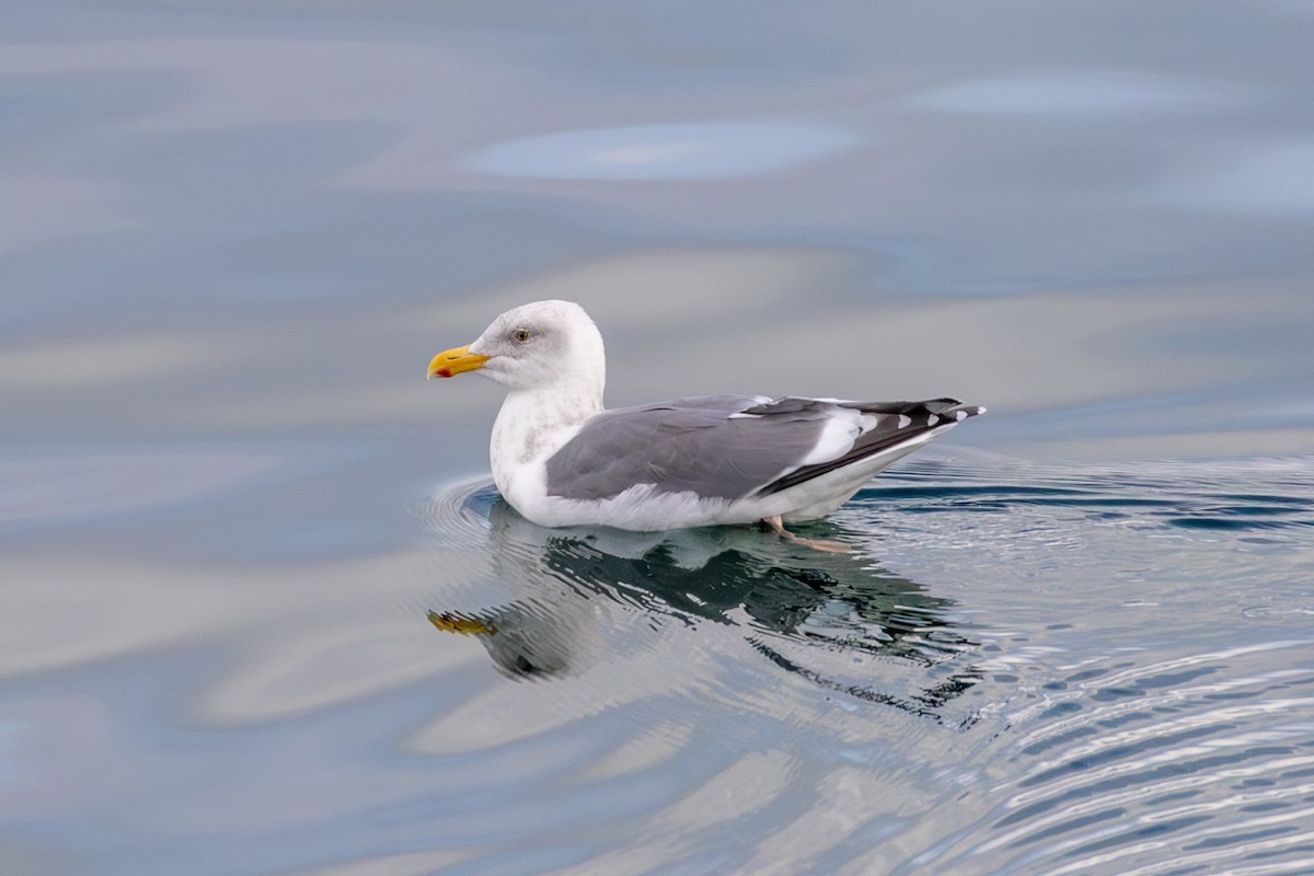 Western x Glaucous-winged Gull (hybrid) - ML614679297