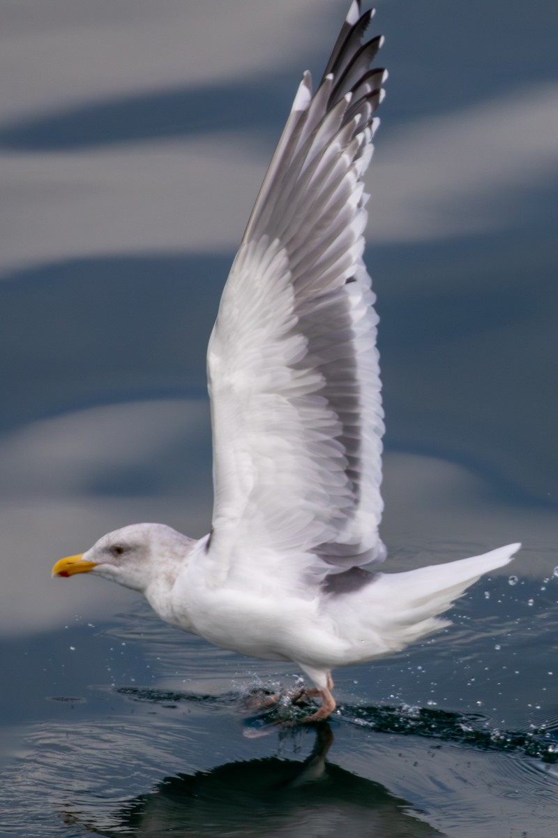 Western x Glaucous-winged Gull (hybrid) - ML614679299