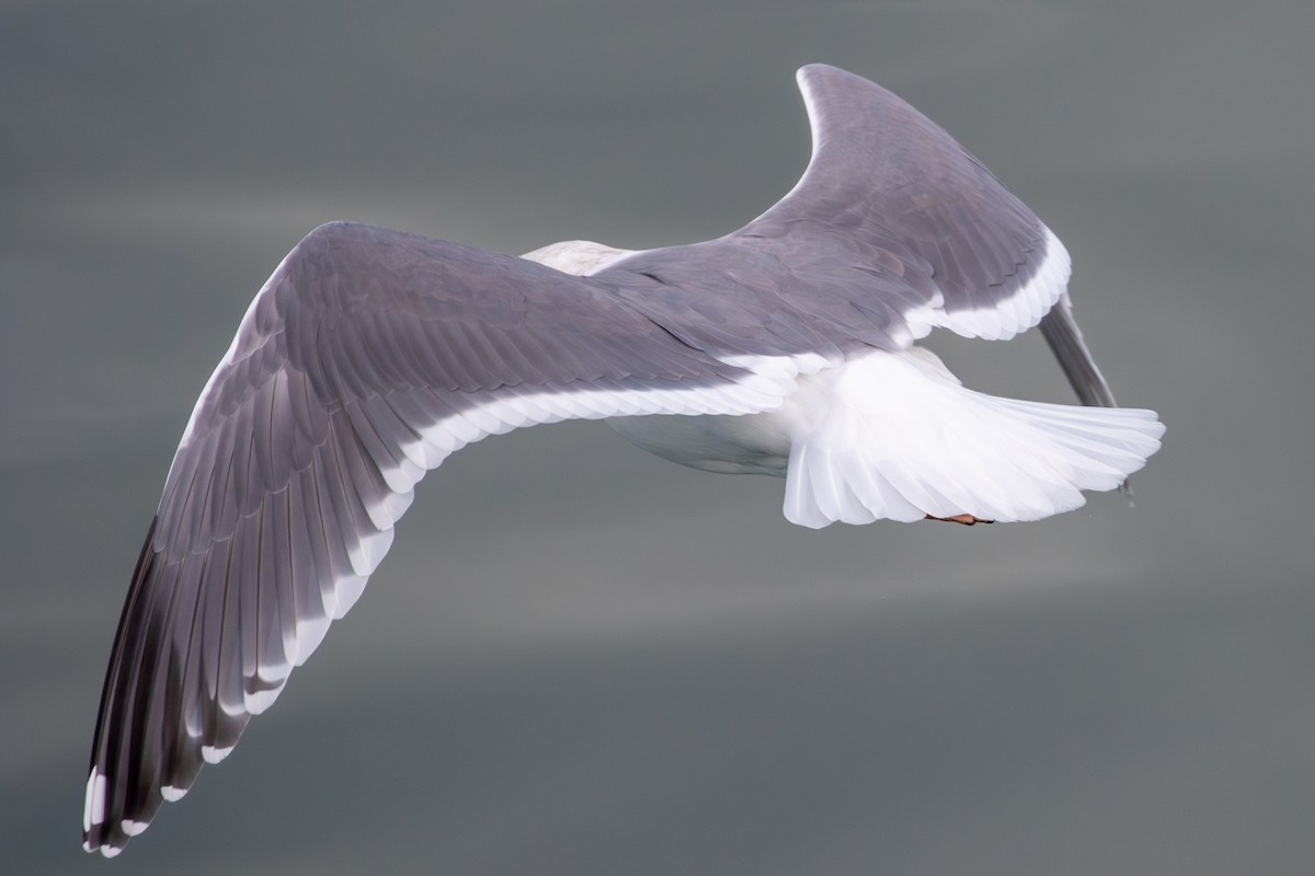 Western x Glaucous-winged Gull (hybrid) - ML614679300