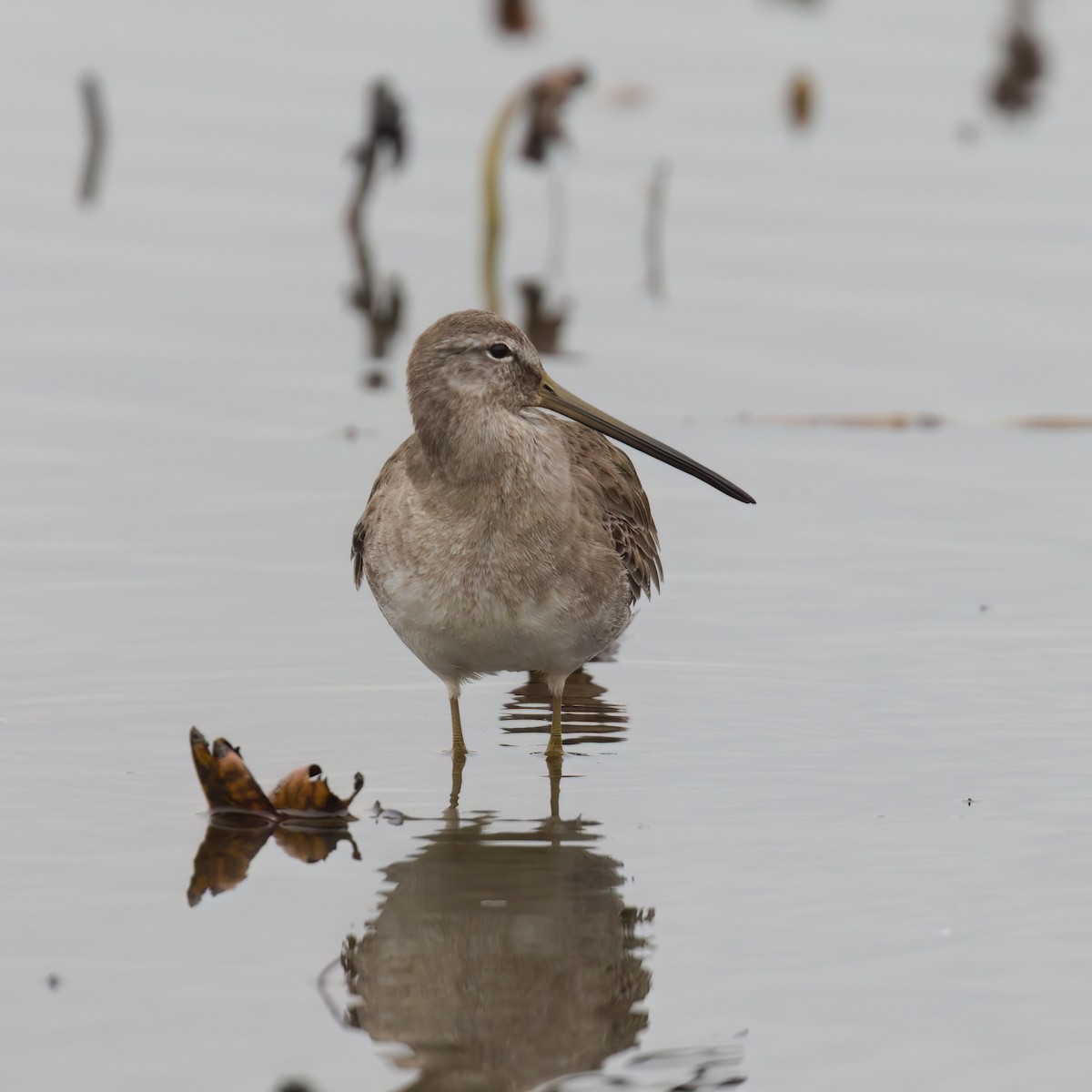 Long-billed Dowitcher - ML614679304