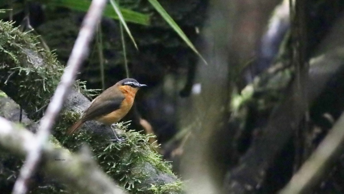 Gray-winged Robin-Chat - ML614679312