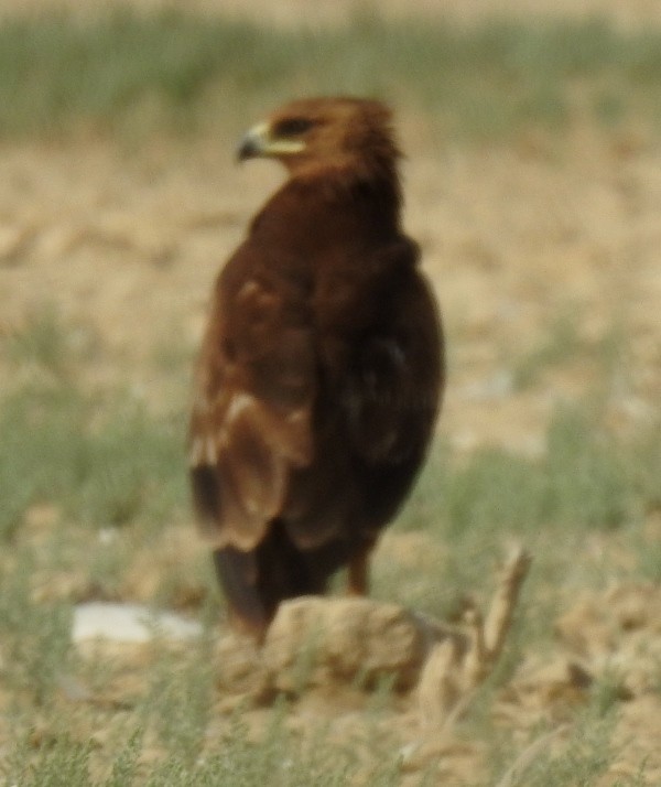 Greater Spotted Eagle - ML614679319