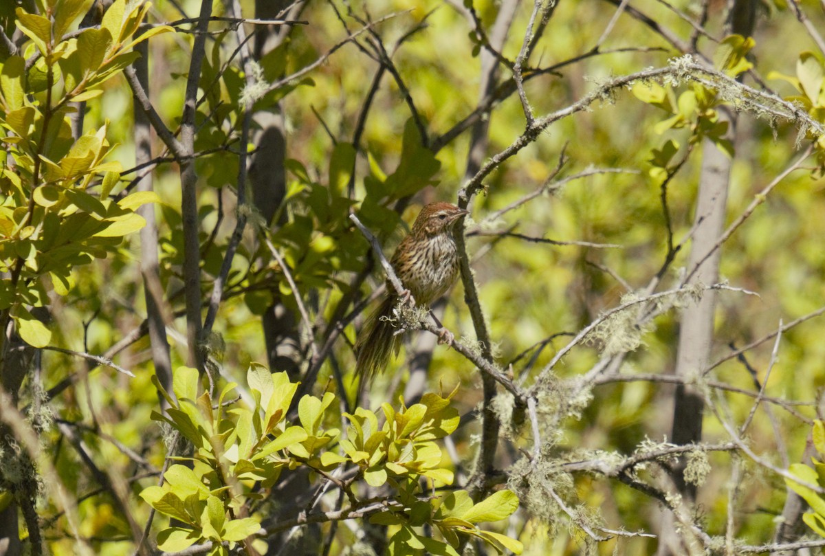 New Zealand Fernbird - Ulises Cabrera Miranda