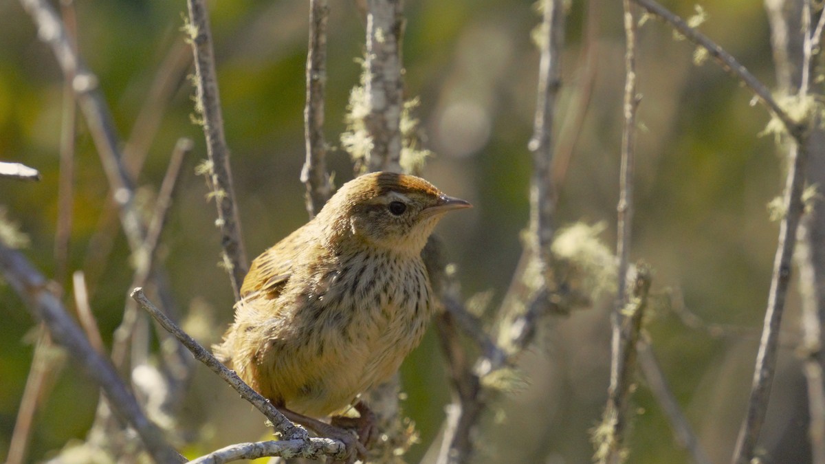 New Zealand Fernbird - ML614679327