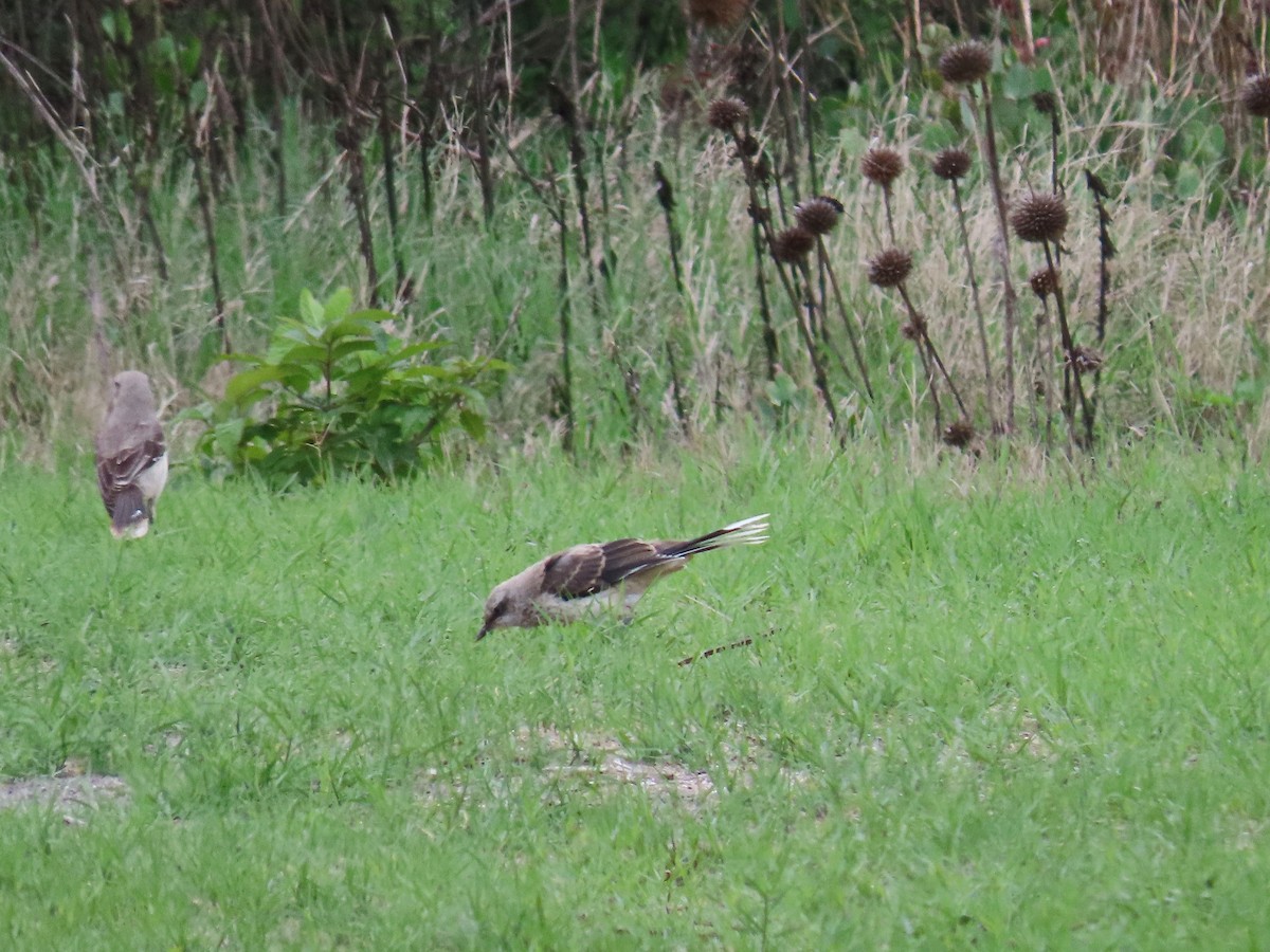 Tropical Mockingbird - ML614679391