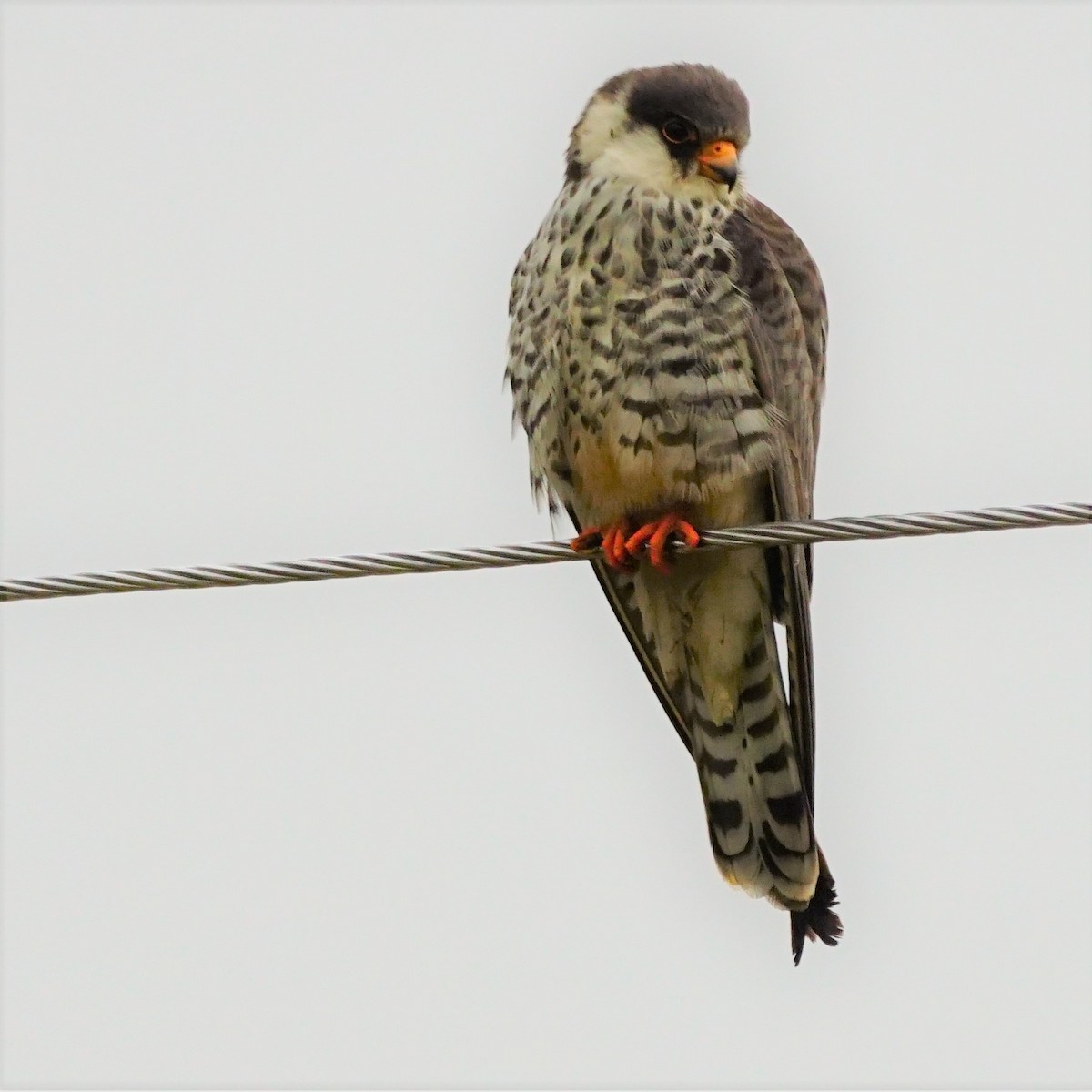 Amur Falcon - Sundar Muruganandhan