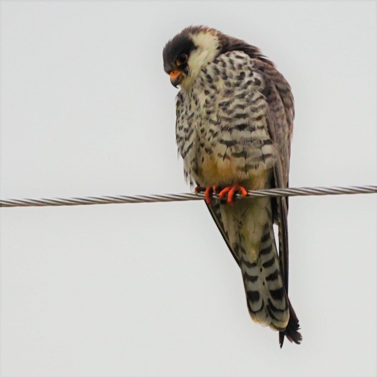 Amur Falcon - ML614679403