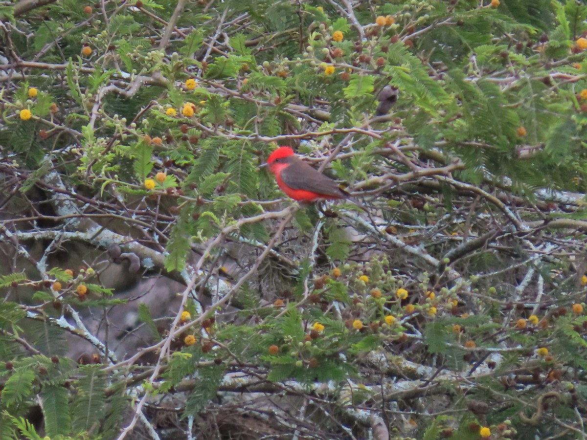 Vermilion Flycatcher - ML614679406