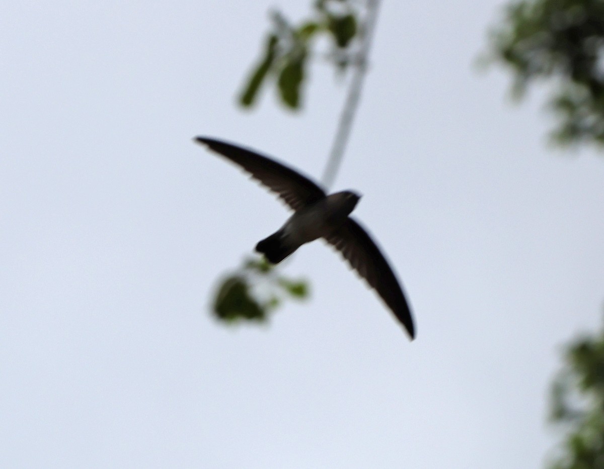 Christmas Island Swiftlet - ML614679414