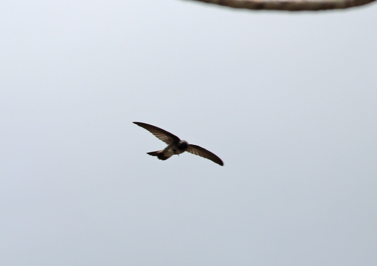 Christmas Island Swiftlet - ML614679415