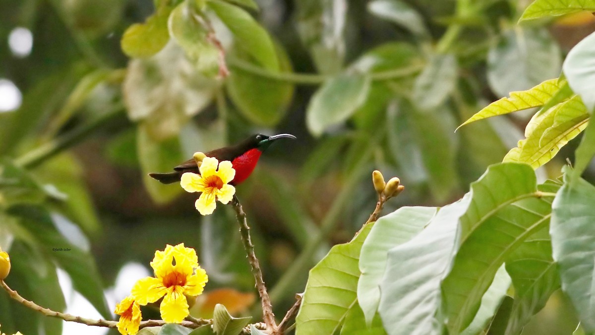 Scarlet-chested Sunbird - ML614679420