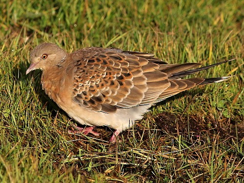 Oriental Turtle-Dove - ML614679442