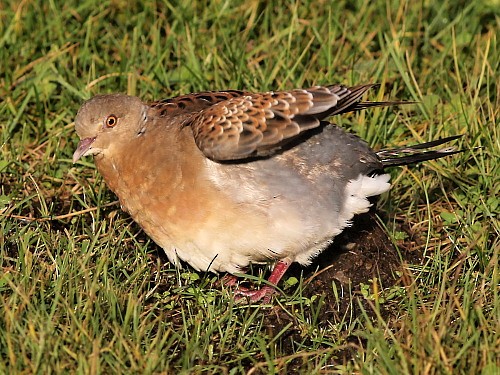 Oriental Turtle-Dove - ML614679444