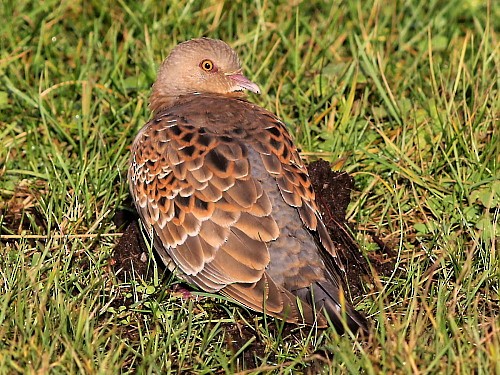 Oriental Turtle-Dove - ML614679445