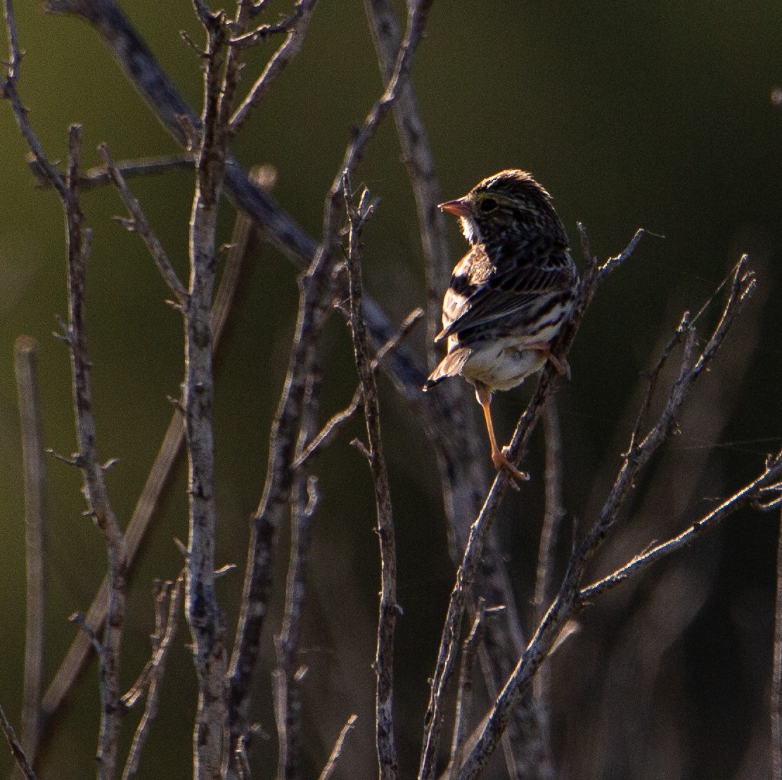 Savannah Sparrow - ML614679446