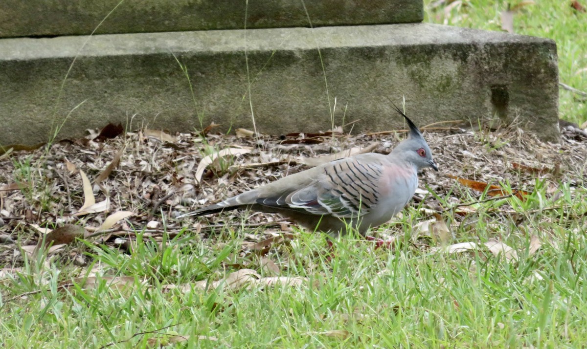 Crested Pigeon - ML614679472