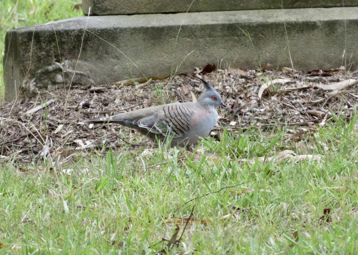 Crested Pigeon - ML614679473