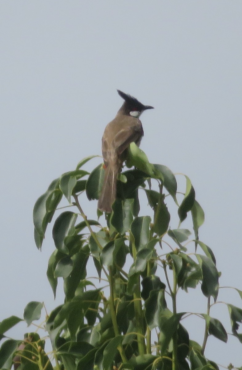 Red-whiskered Bulbul - ron romano