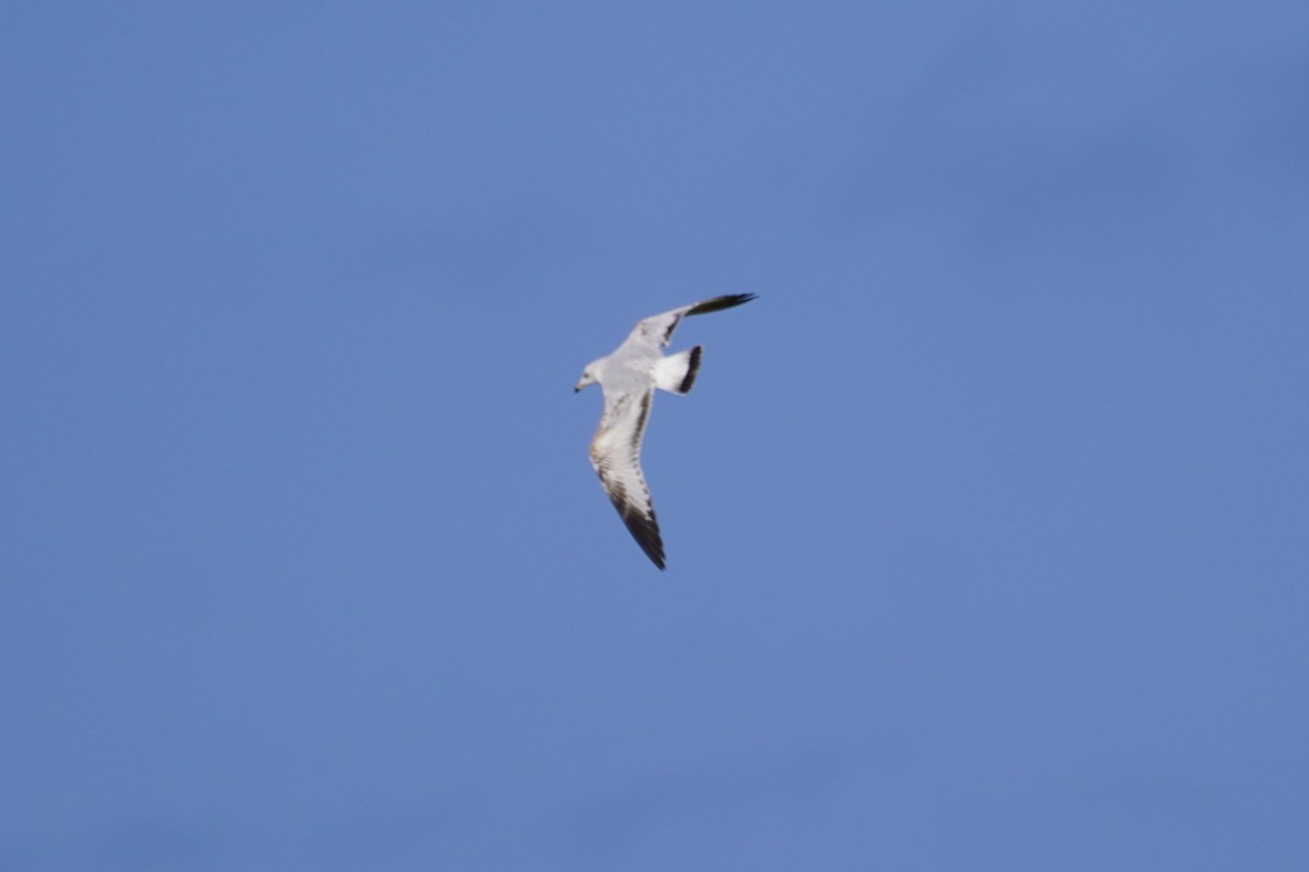 Ring-billed Gull - ML614679485