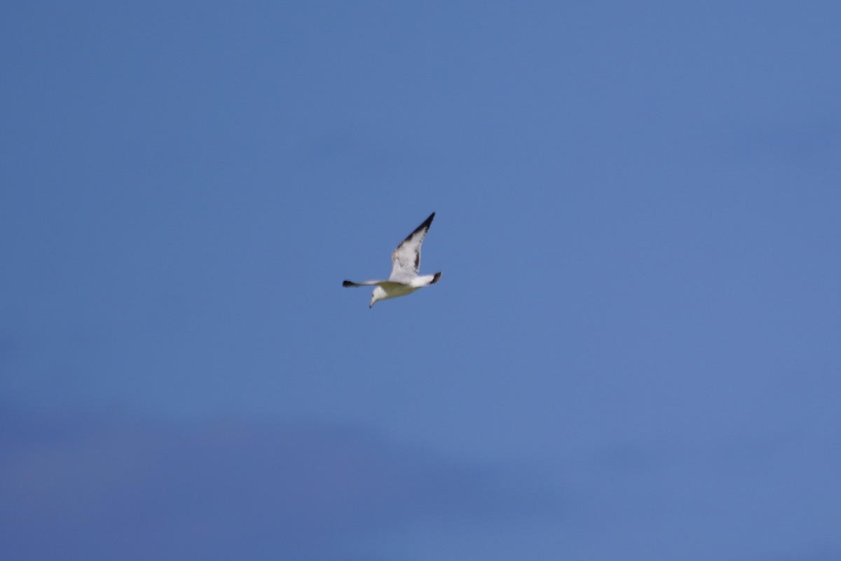 Ring-billed Gull - ML614679487